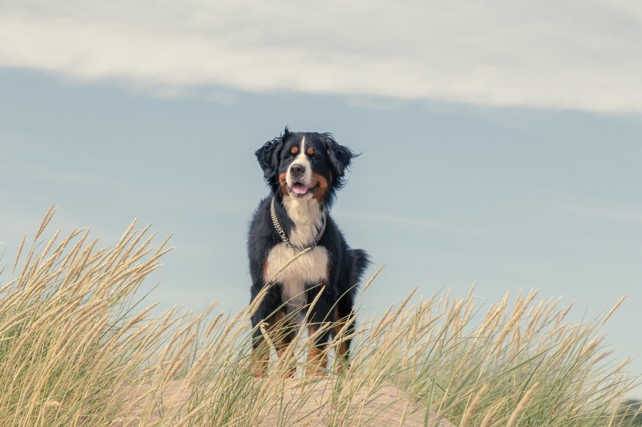 Pet Products From Glen Forge